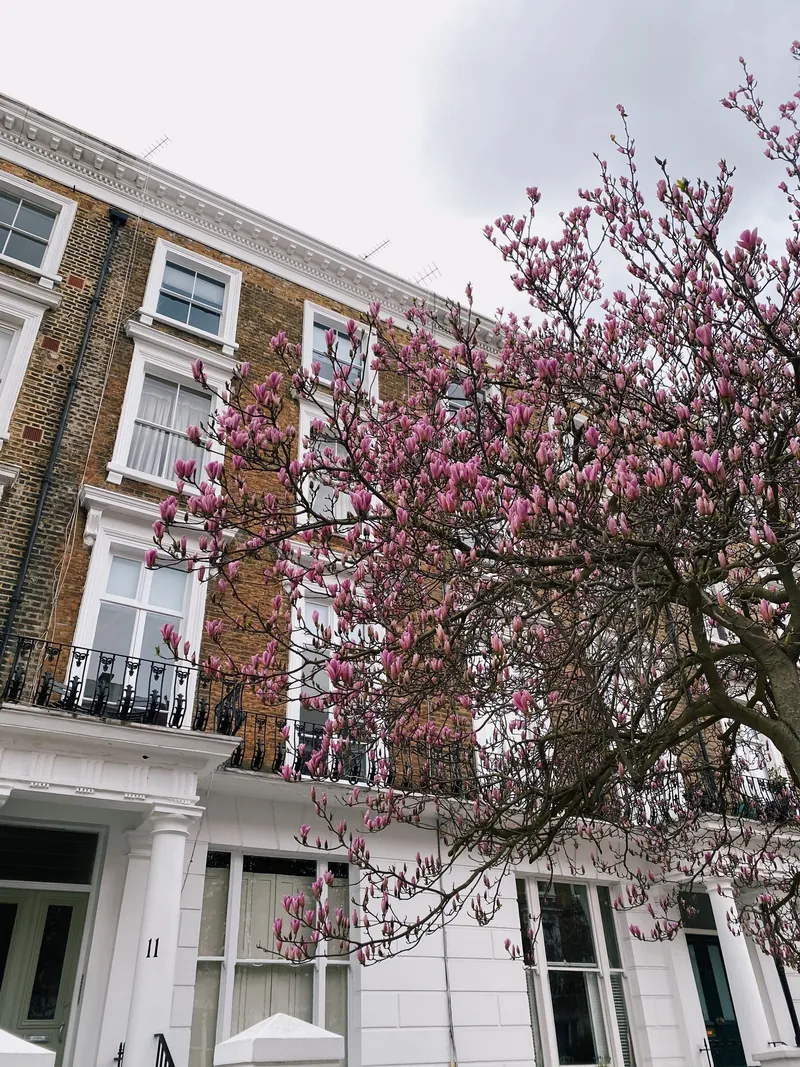 A white stucco townhouse with magnolia in flower
